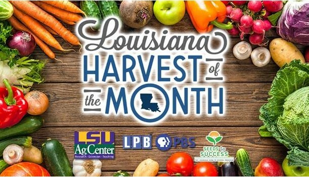 LOUISIANA HARVEST OF THE MONTH - New Digital Series Celebrates the Bounty of Louisiana’s Crops