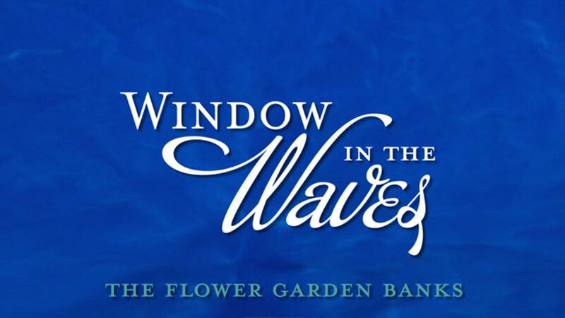 Window in the Waves - DVD